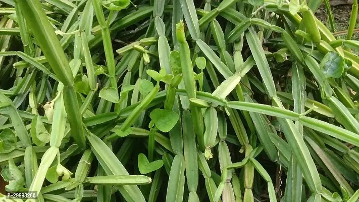 Fulmala Nursery Cissus Plant