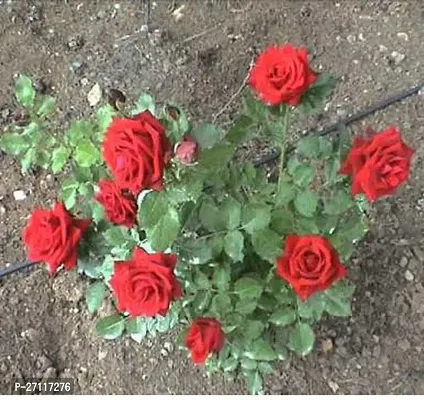 Fulmala Nursery Hybrid Rose Plant[FM1413]-thumb0