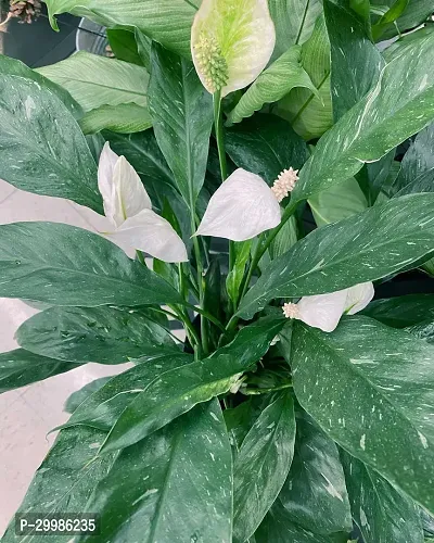 Peace Lily Flower Plant with Stunning White Blooms for Indoor Spaces-thumb0