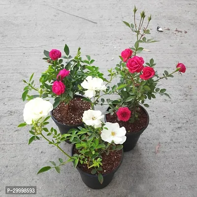 Fulmala Nursery Rose Plant-thumb0