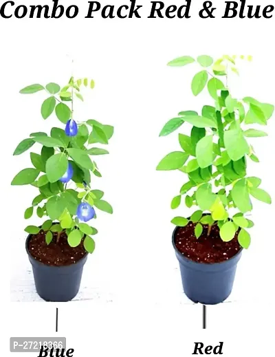 Fulama Nursery HybridAparajita/ Butterfly Pea Plant[FM1786]-thumb0