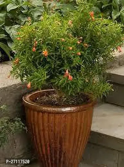 Fulmala Nursery Hybrid Pomegranate Plant[FM1596]