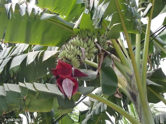 Natural Banana Plant-thumb0