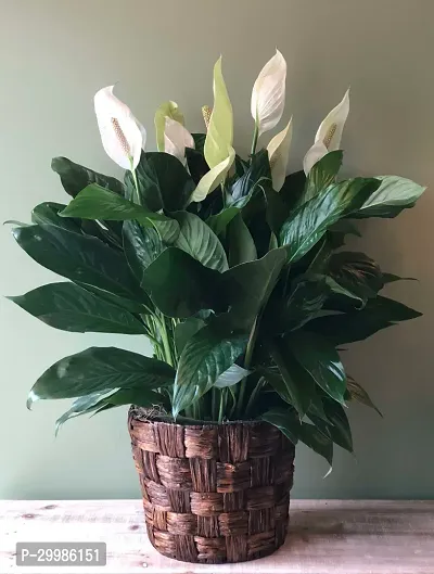 Large Peace Lily Flower Plant for Home Office Elegant Decor