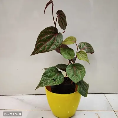 Fulmala Nursery Hybrid Betel Leaf Plant[FM1215]