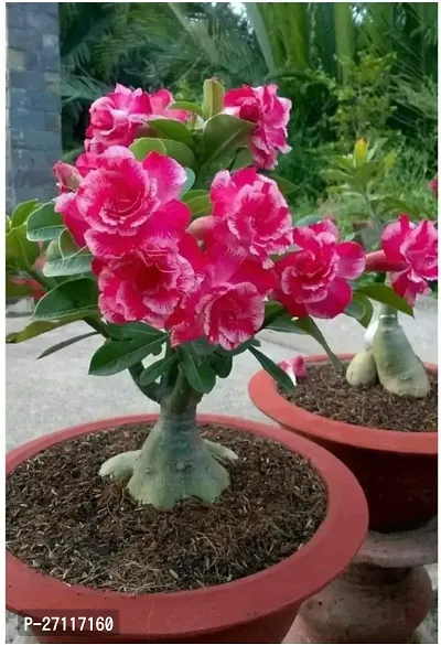 Fulmala Nursery Hybrid Adenium Plant[FM1306]-thumb0