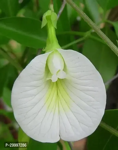 Fulmala Nursery Aparajita/ Butterfly Pea Plant-thumb0