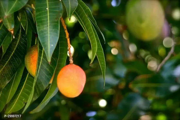 Fulmala Nursery Mango Plant