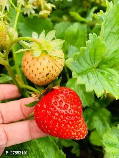 Fulmala NurseryStrawberry Plant[FM2890]