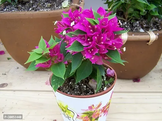 Fulmala Nursery Baugainvillea Plant-thumb0