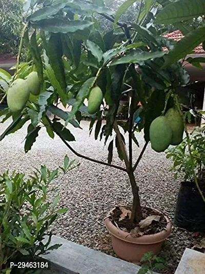 Mango Plant For Home Decoration-thumb0