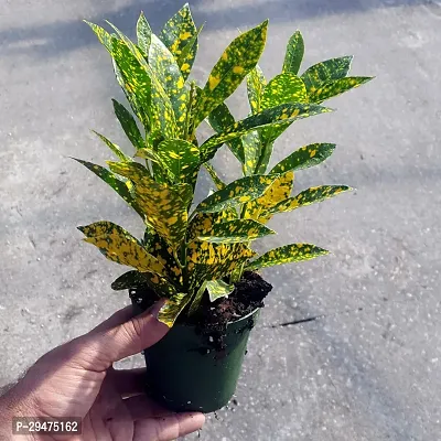 Natural Croton Plant-thumb0