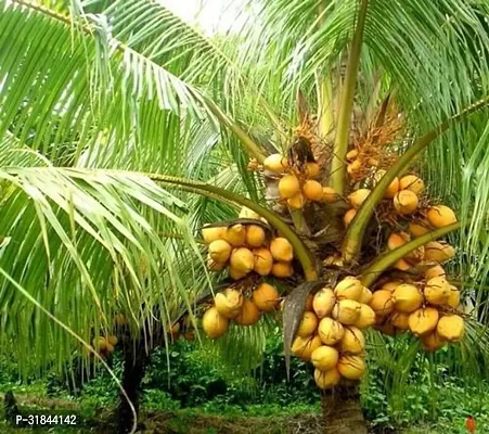 Fulmala Nursery Coconut Plant -As12-thumb0