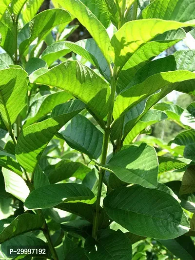 Fulmala Nursery Guava Plant-thumb0