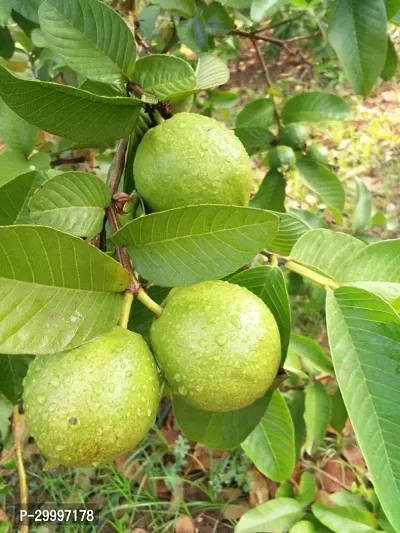 Fulmala Nursery Guava Plant-thumb0