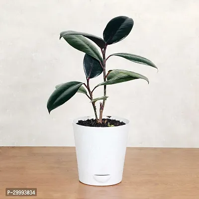 Fulmala Nursery  Rubber Tree