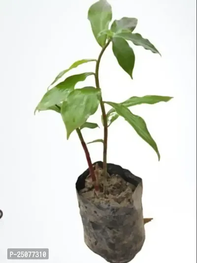 Insulin Plant Esey To Grow No Nead To Extra Care Hybrid Plant For Yor Garden And your Home-thumb0