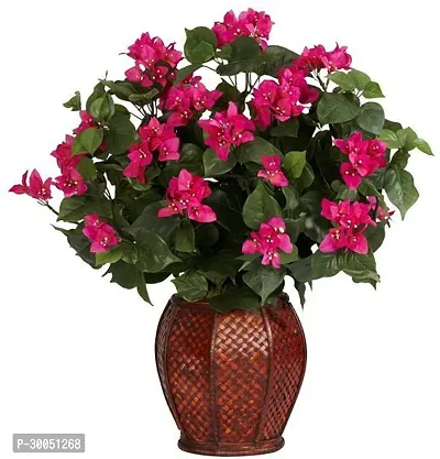 Fulmala Nursery Baugainvillea Plant