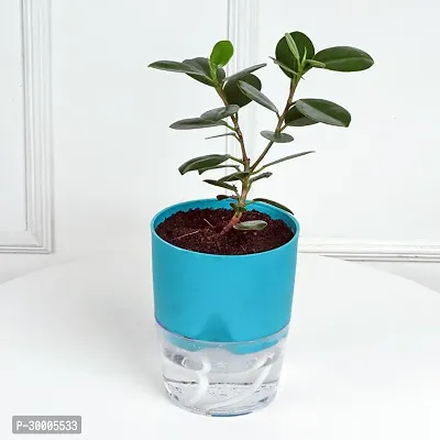 Fulmala Nursery Ficus Plant-thumb0