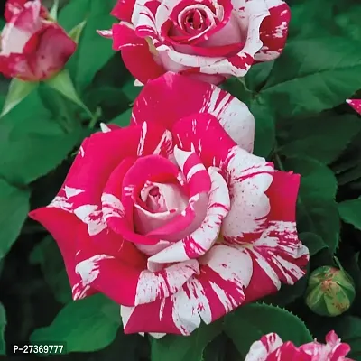 BALUBITA Hybrid Rose Plant[BB1530]-thumb0