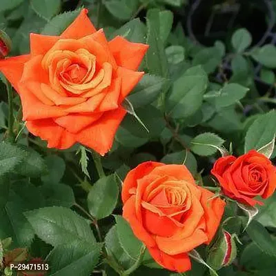 Natural Rose Plant-thumb0