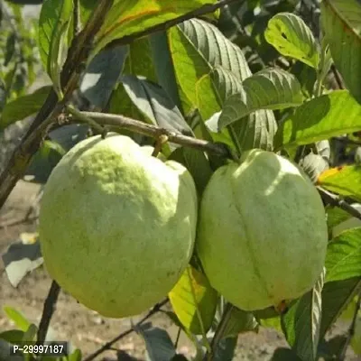 Fulmala Nursery Guava Plant-thumb0