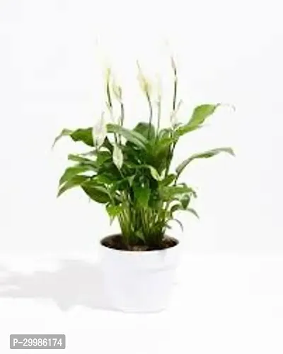 Indoor Peace Lily Plant with White Flowers for Elegant Decor-thumb0