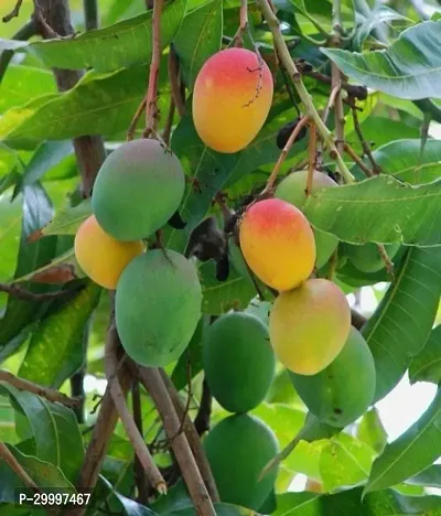 Fulmala Nursery Mango Plant-thumb0