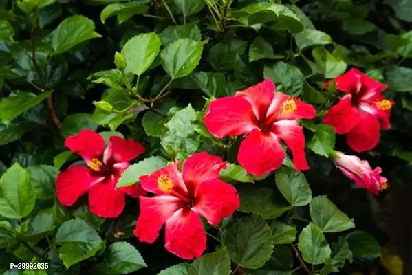 Fulmala Nursery  Hibiscus Plant