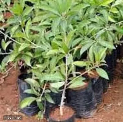 Fulmala Nursery Hybrid Chiku Plant[FM792]