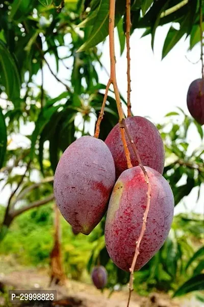 Fulmala Nursery Mango Plant-thumb0