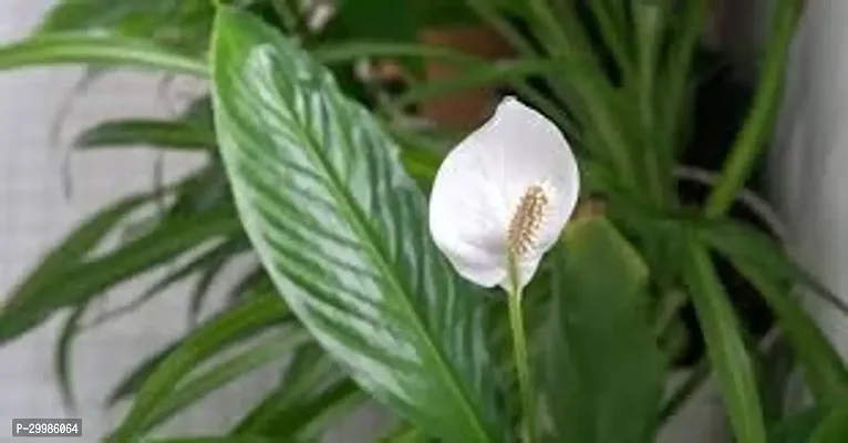 Peace Lily Flower Plant for Home and Office Indoor Houseplant with White Blooms Green Foliage Perfect for Air Purification and Decor Easy to Care in Stylish Planter-thumb0