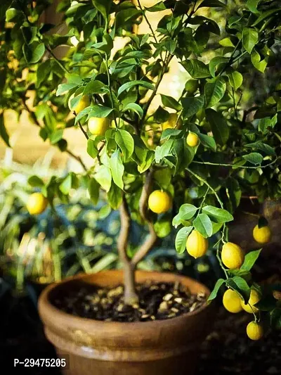 Natural Lemon Plant-thumb0