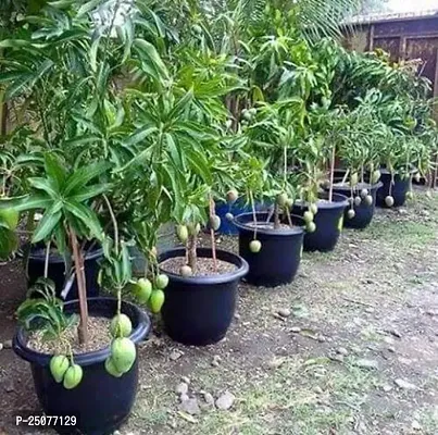 Mango Plant Esey To Grow No Nead To Extra Care Hybrid Plant For Yor Garden And your Home-thumb0