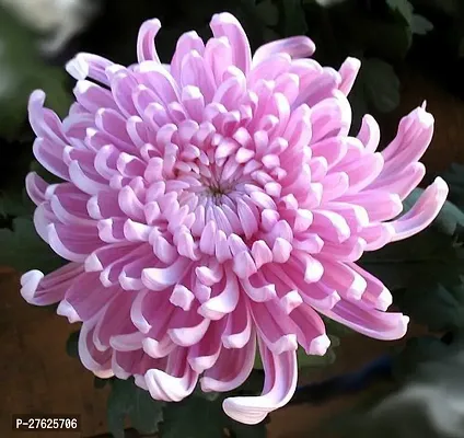 Fulmala NurseryChrysanthemums/ Guldavari Plant[DF0462]