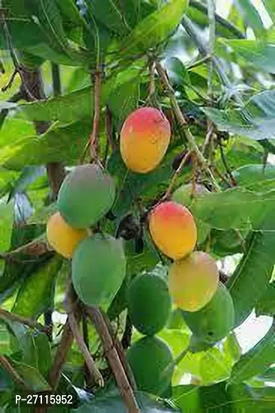 Fulmala Nursery Hybrid Mango Plant[FM633]