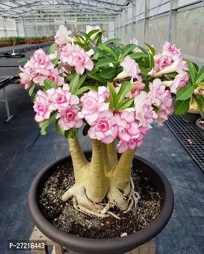 Fulama Nursery HybridAdenium Plant[FM1862]-thumb0