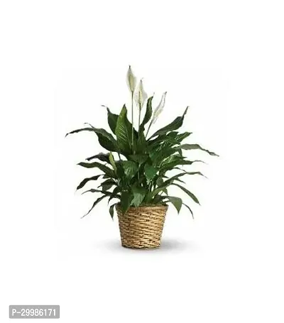 Lush Peace Lily Plant for Home Office Elegant and Low Maintenance