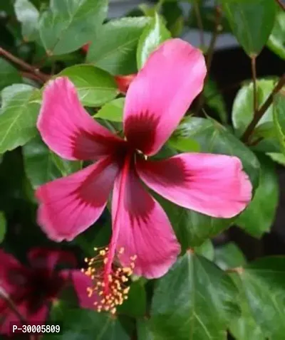 Fulmala Nursery Hibiscus Plant-thumb0