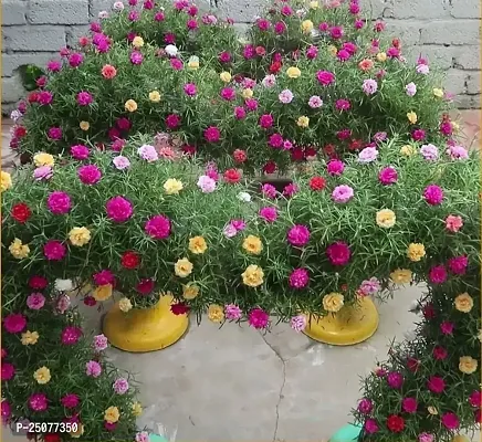 Portulaca Plant Esey To Grow No Nead To Extra Care Hybrid Plant For Yor Garden And your Home-thumb0