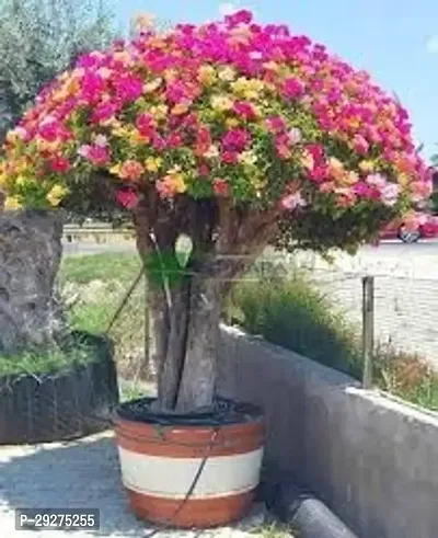 Multicolor Bougainvillea Flower Plant Grafted Plant With Growing Bag-thumb0