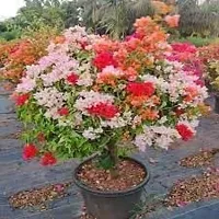 Multicolor Bougainvillea Flower Plant Grafted Plant With Growing Bag-thumb1