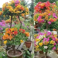 Multicolor Bougainvillea Flower Plant Grafted Plant With Growing Bag-thumb2