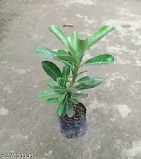 Stunning Adenium Obesum Flowering Bonsai Plant-thumb4