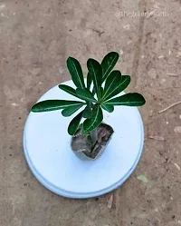 Stunning Adenium Obesum Flowering Bonsai Plant-thumb1