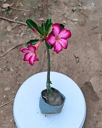 Stunning Adenium Obesum Flowering Bonsai Plant-thumb2