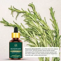 Nuerma Science Rosemary Essential Oil 100% Pure Therapeutic Grade For Fast Hair Growth  Anti Hair Fallnbsp;(15ml)-thumb3