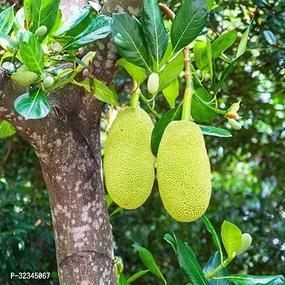 Plantopia  Kagata ALL SEASON Variety Hybrid 1 healthy Grafted Jackfruit Plant(1.5Ft Height) in nursery Grow Bag,PP_T115-thumb4