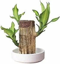 Plantopia Brazilian wood tree without pot, Indoor bedroom lucky brazil wood plant Pack of 1 plant, PP_128-thumb3