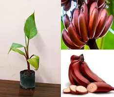 Plantopia Special Hybrid Long Size Seed Less Sweet Red Banana Plant, Hight 1.5-2 Feet, Pack of 1,PP_T121-thumb2